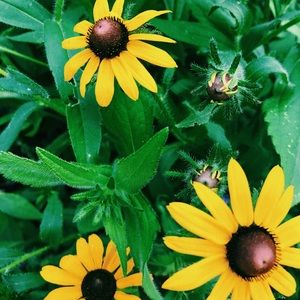 Meet your Posher, Corinne